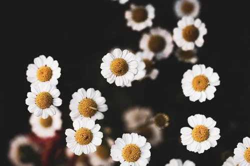 feverfew