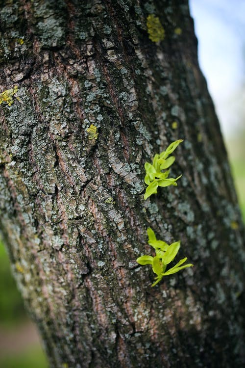 willow bark