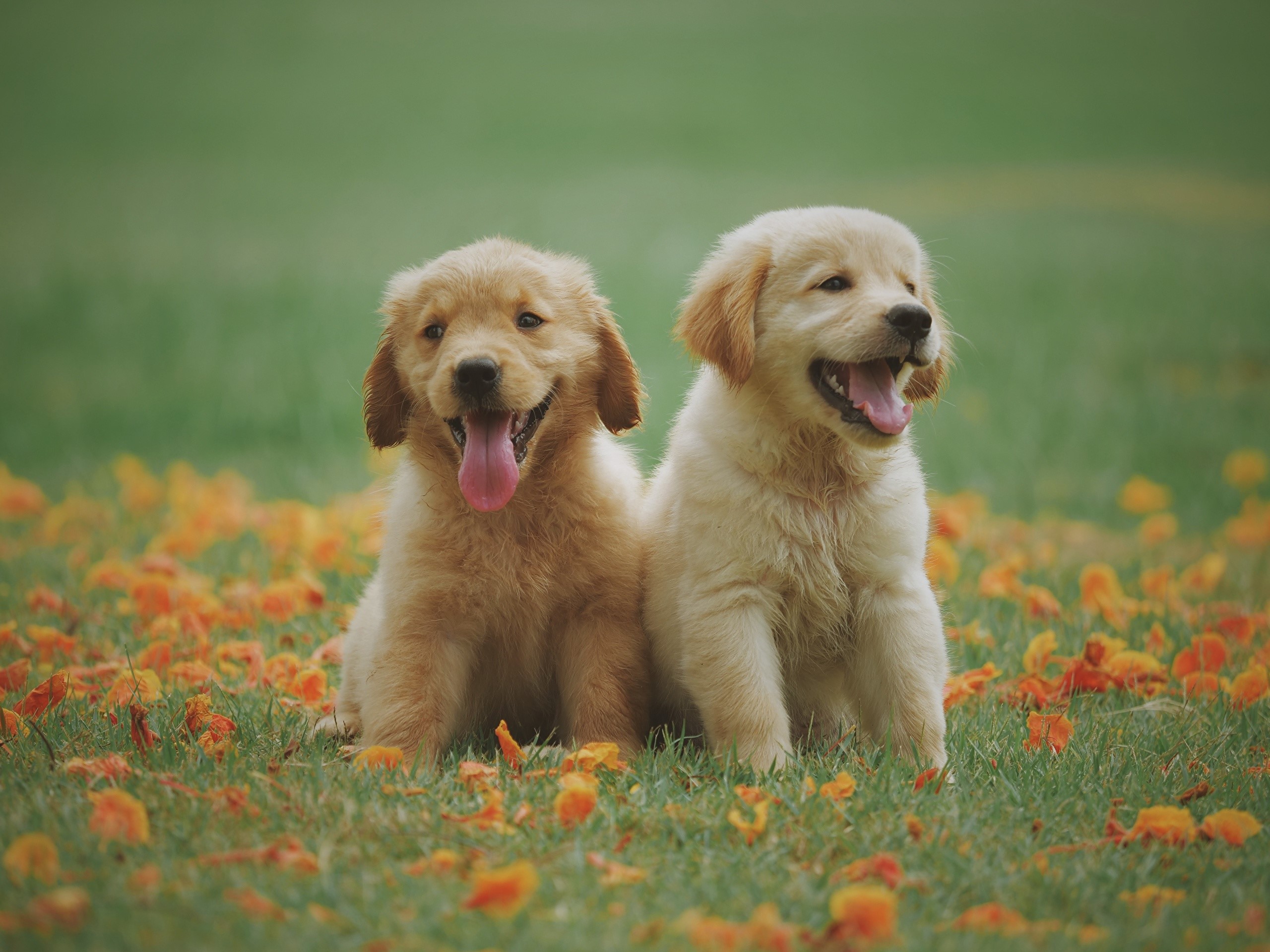 866780 Golden Retriever Dogs Grass Puppy Two Sitting