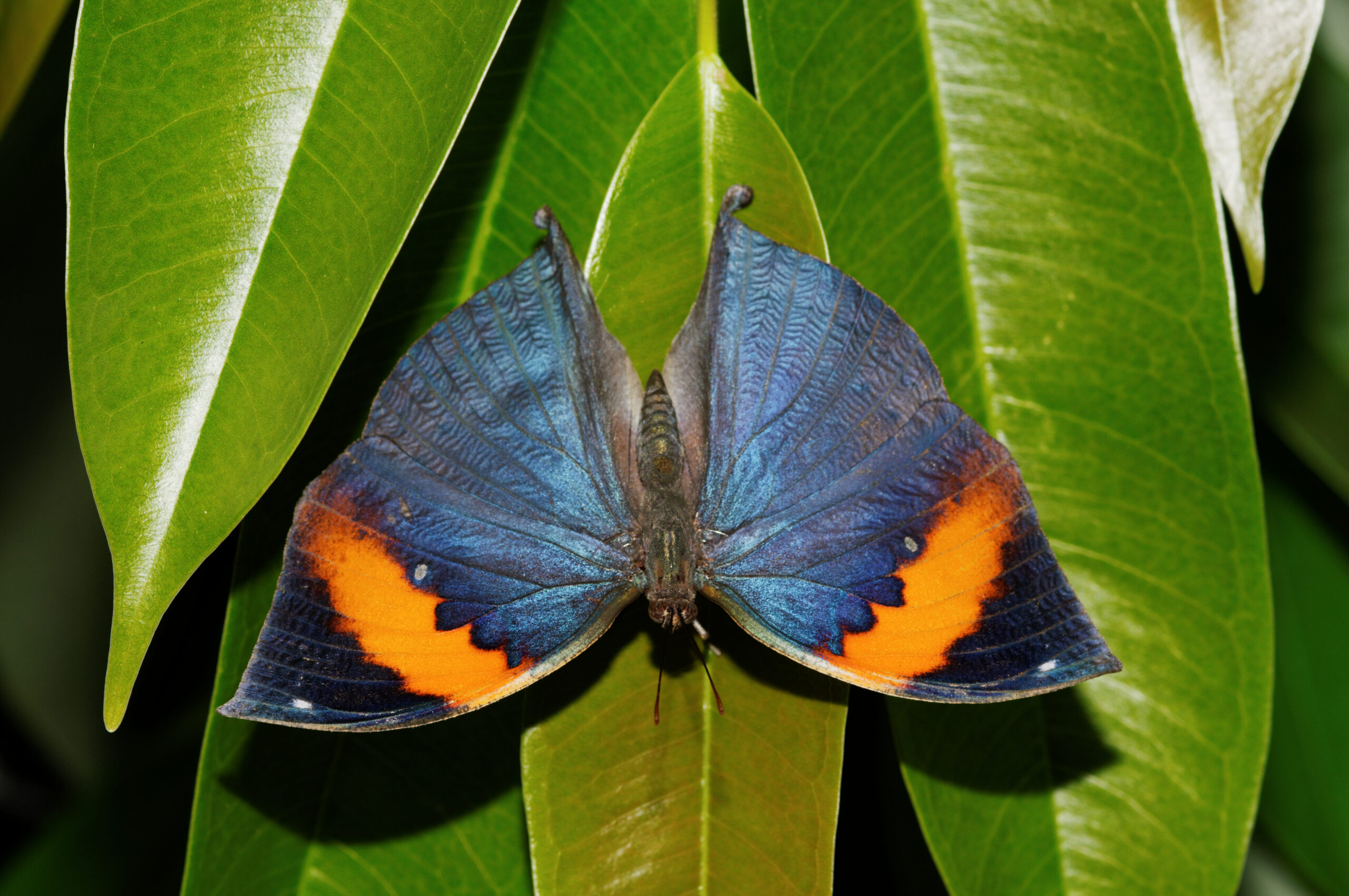 Indian Leaf butterfly Kallima paralekta scaled