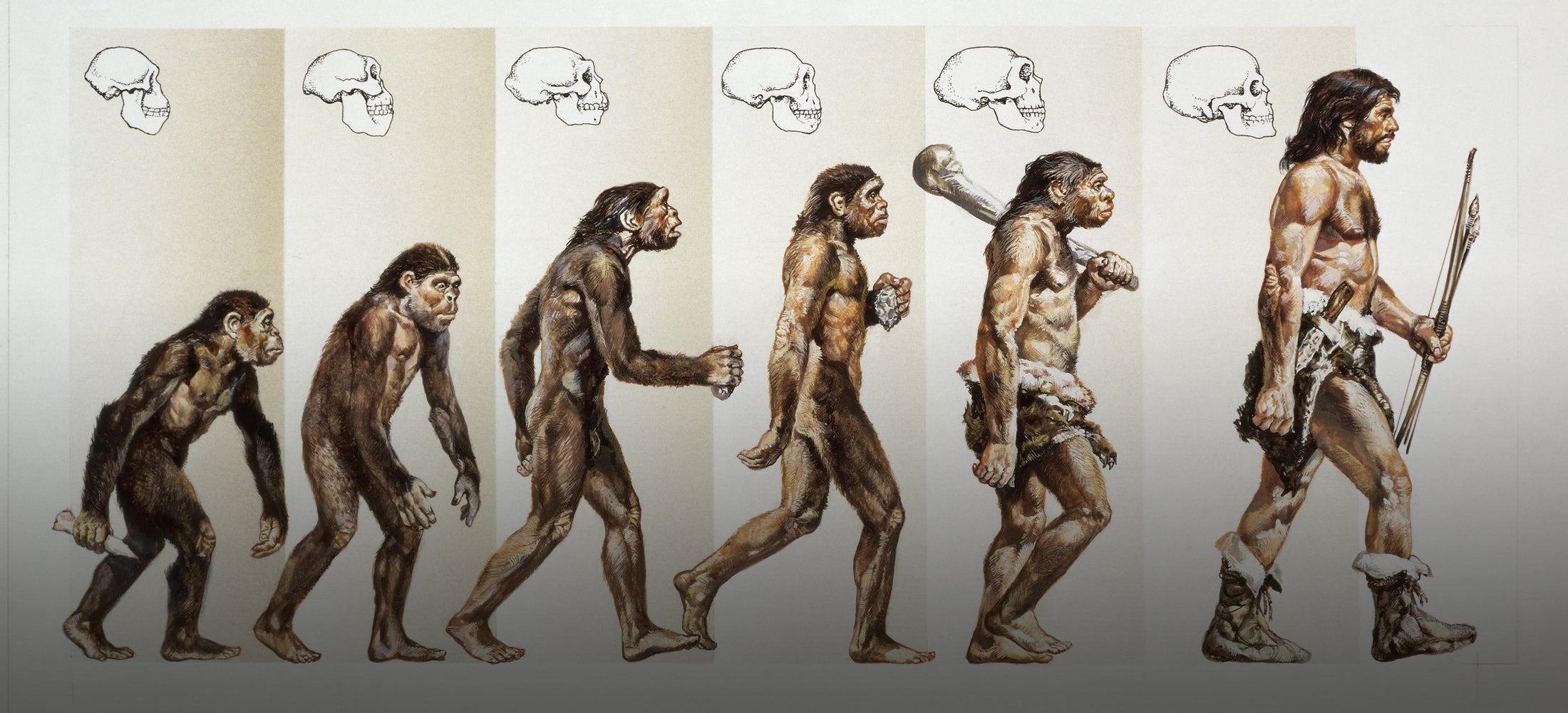 human evolution gettyimages 122223741