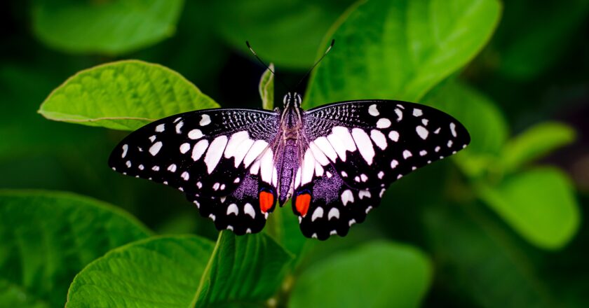 the Top 10 Rare Butterfly Species