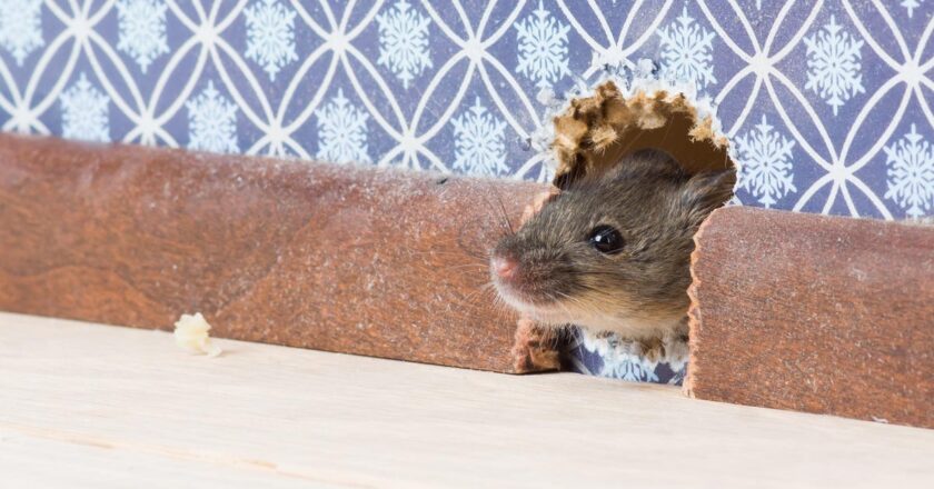 How to Keep Mice Out of Your House This Winter