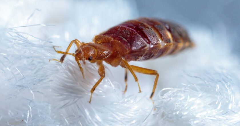 Bed Bugs Aren’t Just a Problem In Paris. Here’s Why