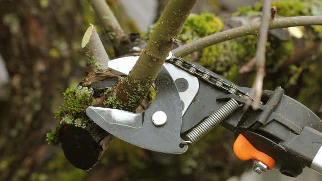 How to Disinfect Your Pruning Tools and Why You Should