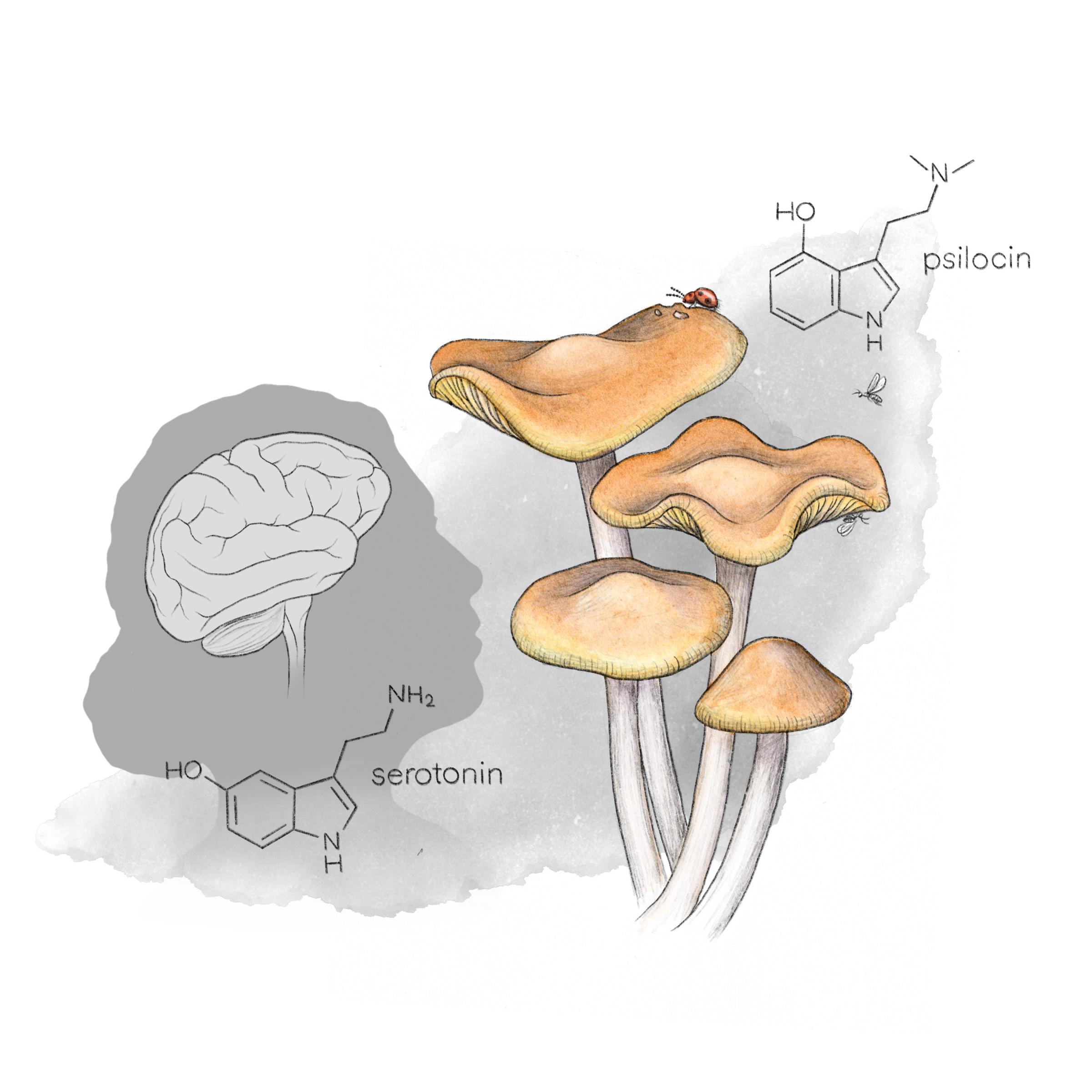 1701684815 575 The Evolutionary Origins of Psychedelics