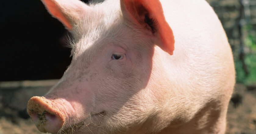 How Pigs Could Help People Who Need Liver Transplants