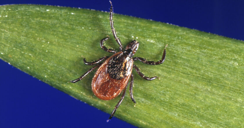 Lyme Disease Cases Rose By Almost 70% in the U.S.