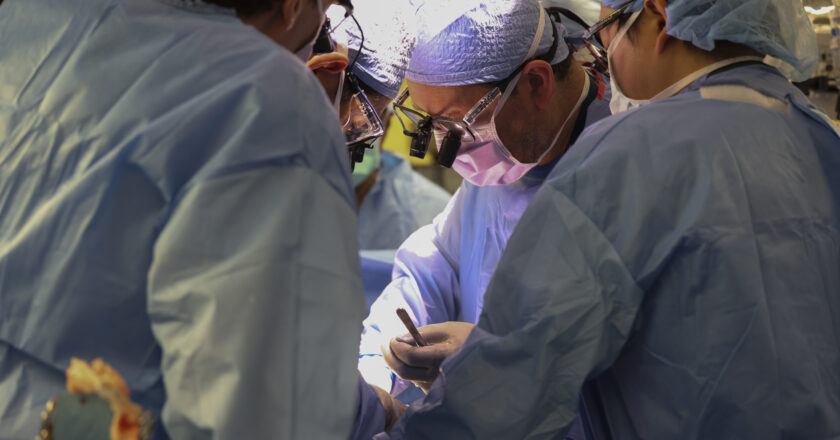 A Man Has Received the First Pig-Kidney Transplant