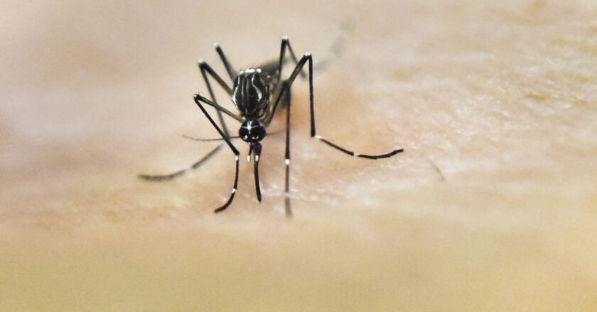 Puerto Rico Declares Public Health Emergency as Dengue Cases Rise