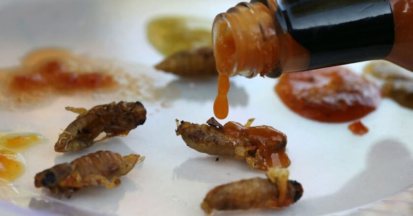 Can You Eat Cicadas? | TIME