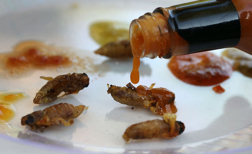 Cooking Cicadas
