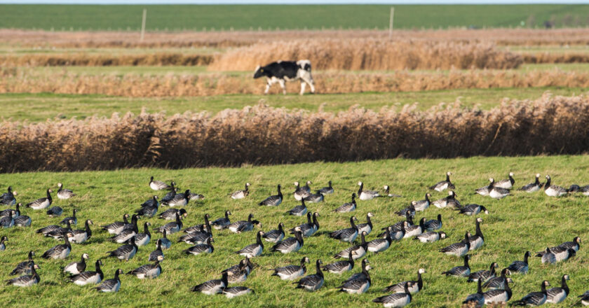 A Person in the U.S. Tested Positive for Bird Flu