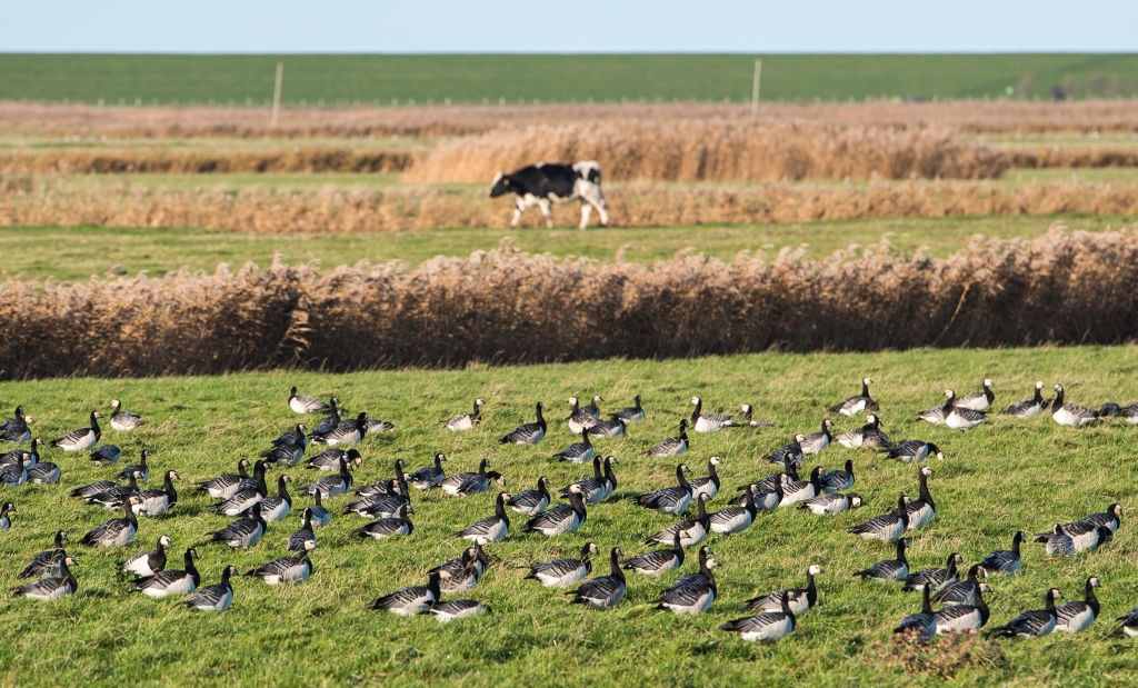 bird flu cattle