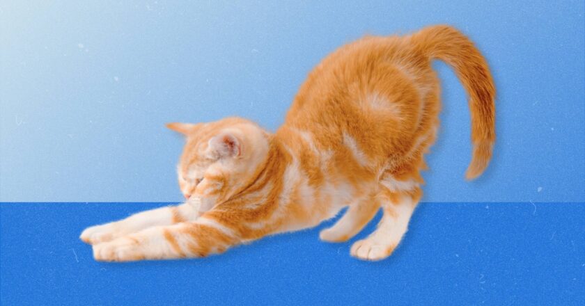 What Happens to Your Body If You Don’t Stretch