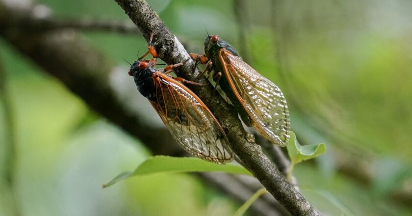 Cicada Emergence Could Affect People on the Autism Spectrum