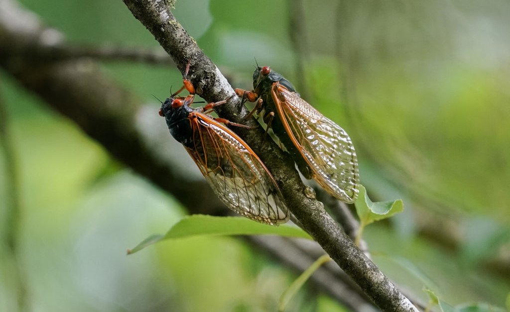 Cicadas Noise Impact