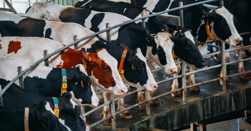 What We Know About the Latest Case of Bird Flu in a Person