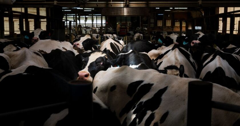A Third Person in the U.S. Has Bird Flu. This Time, It’s Different