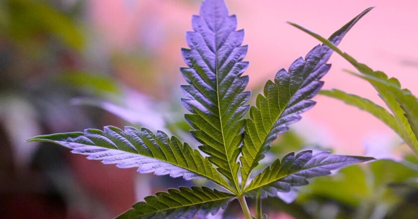 Daily Cannabis Use Outpaces Daily Drinking in the U.S.