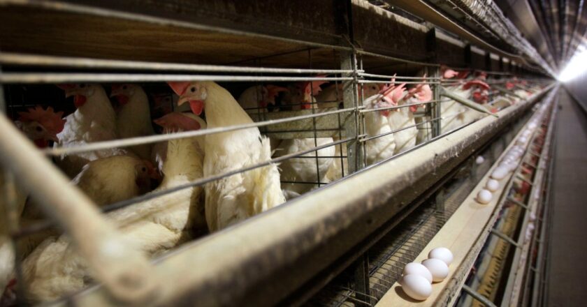4.2M Chickens Must Be Killed After Bird Flu Hits Iowa Farm