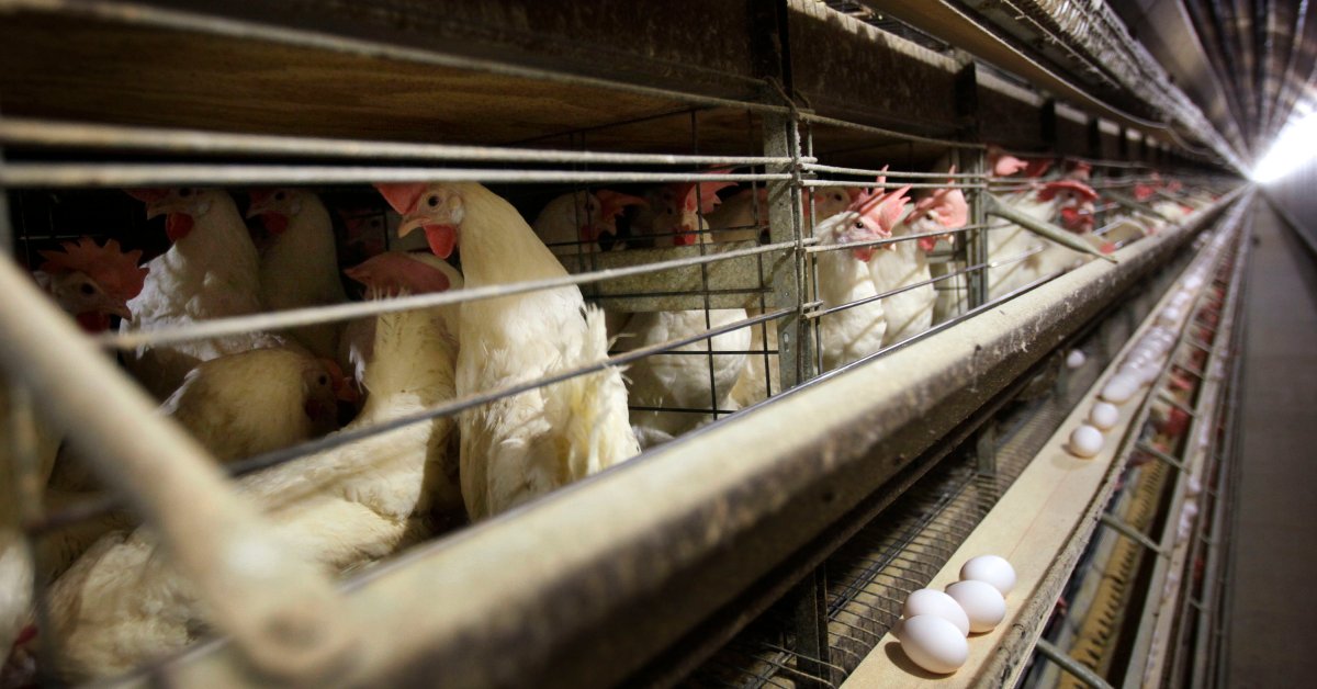 iowa bird flu