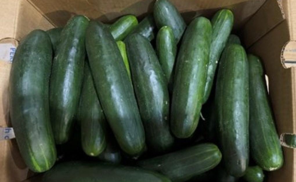 Fresh Cucumber Recall