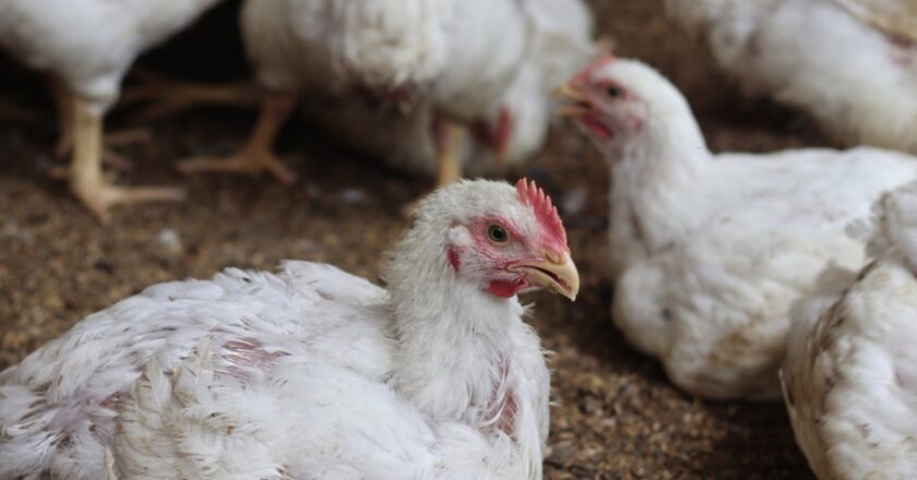 A New Bird Flu Death Is Making Experts Uneasy
