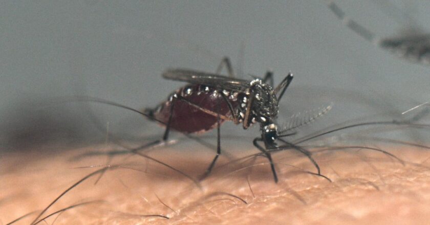 Mosquitoes With West Nile Virus Surround Las Vegas