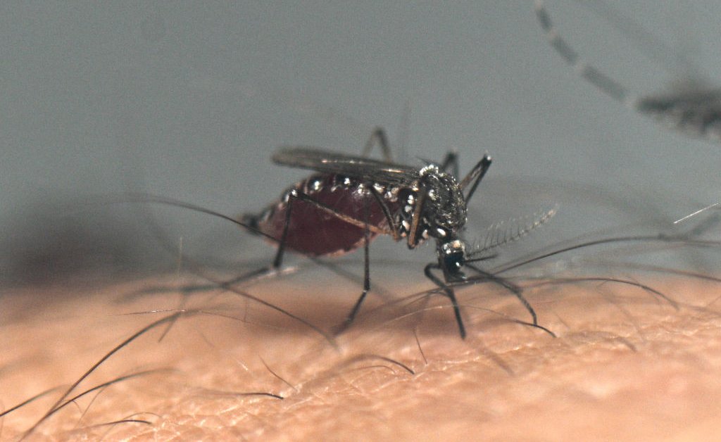 Mosquito Nevada West Nile Virus