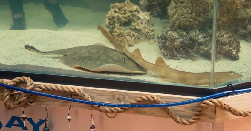 Pregnant Stingray With No Male Companion Has a ‘Disease’