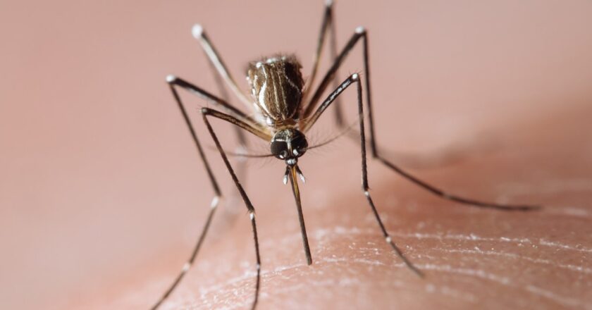 U.S. Sees Increased Risk of Dengue Virus. But What Is It?