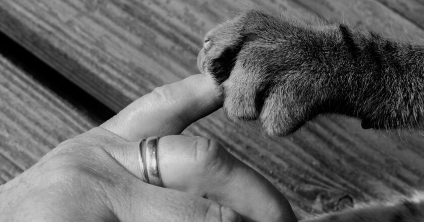 What New Research Says About Animal Behavior