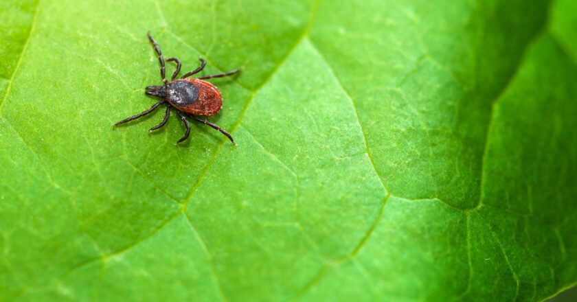 What to Do If You Find a Tick on You
