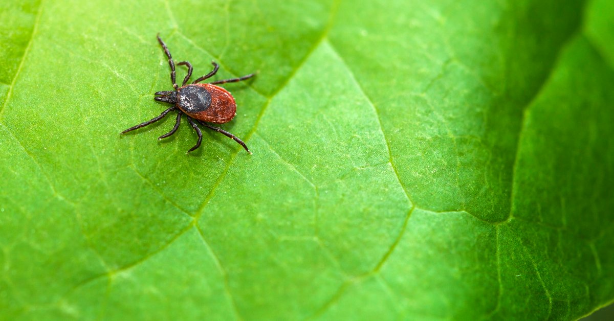 tick on leaf