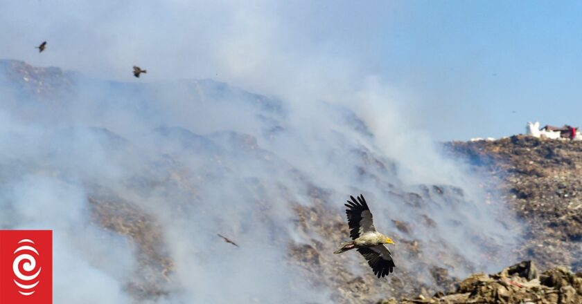 How decline of Indian vultures led to 500,000 human deaths