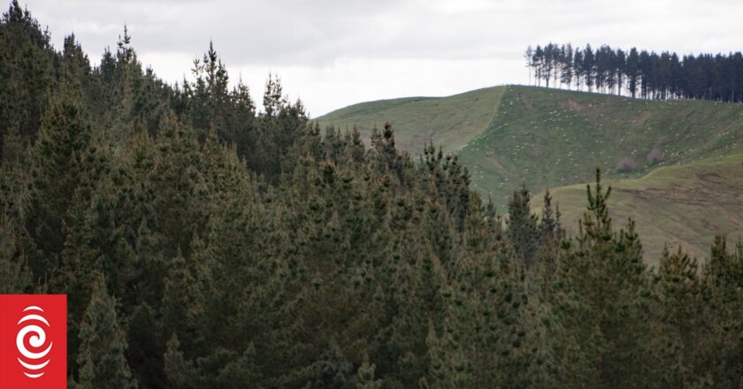 Digger driver dies after machine submerged at Rotorua forest processing plant