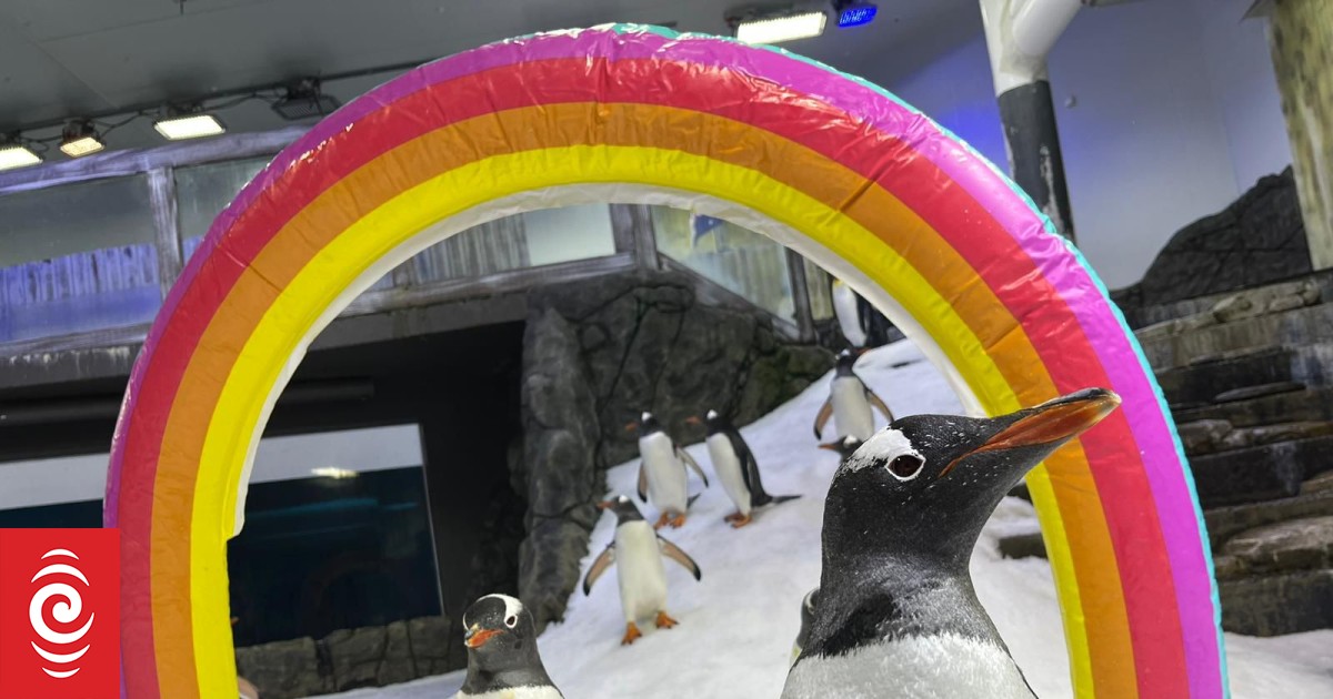 4KL1KUR Sphen R and Magic L with Pride enrichment SEA LIFE Sydney Aquarium jpg