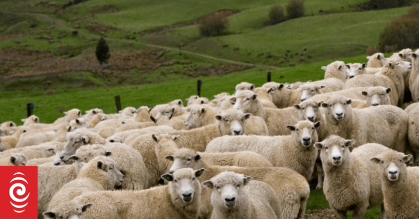 Number of sheep in New Zealand falls to 23 million