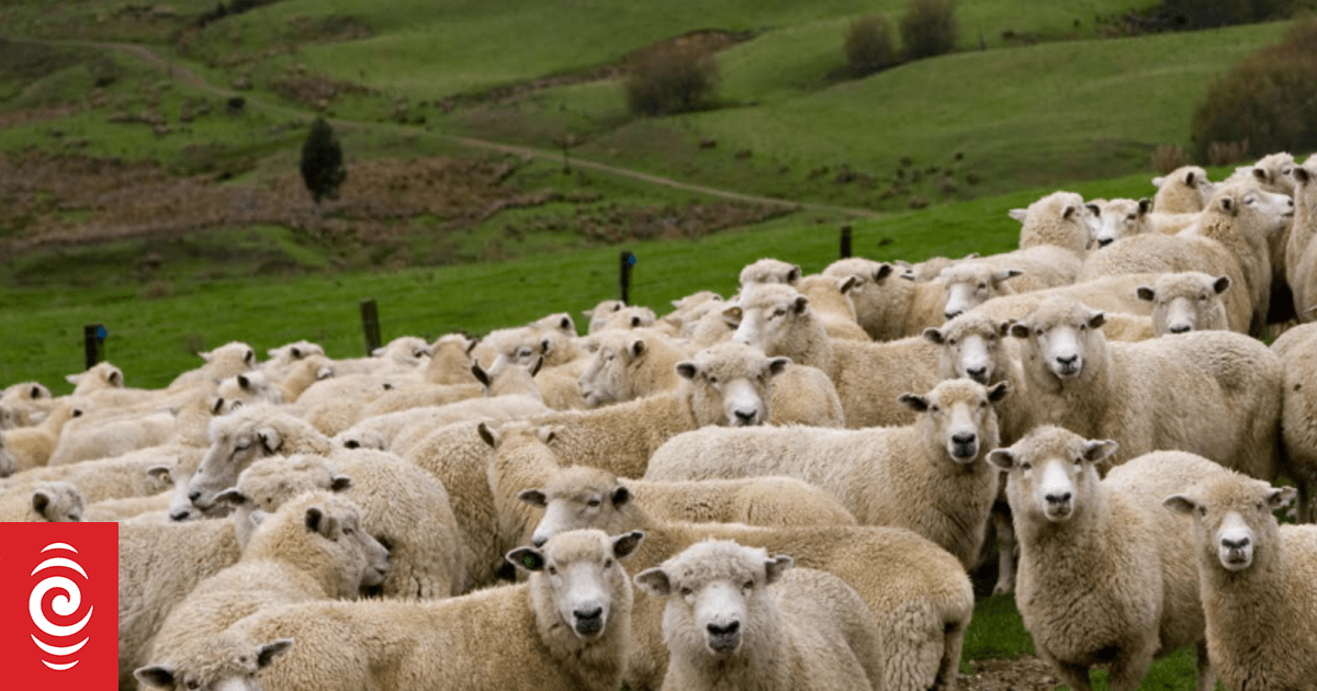 4KL60ZW sheep supplied beef and lamb PNG