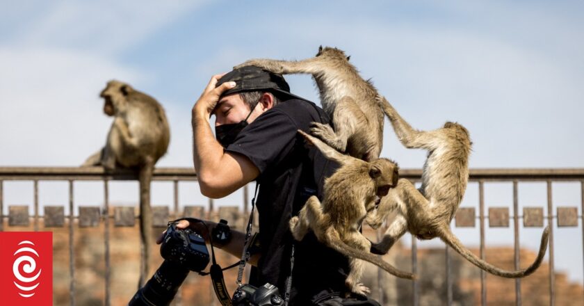 On patrol with Thailand’s ‘Anti-Monkey Unit’ battling to keep primates at bay in Lopburi
