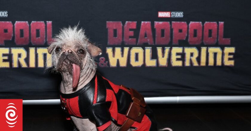 Dogpool: Life with the ‘ugliest’ dog turned Hollywood star