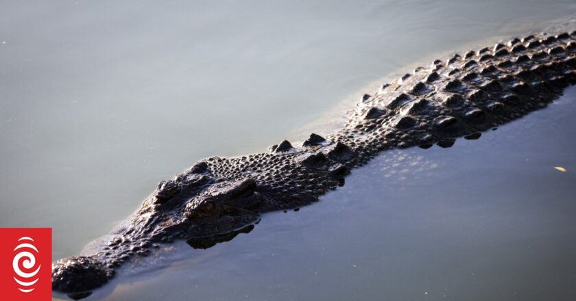 Crocodile attack in north Queensland feared to be fatal