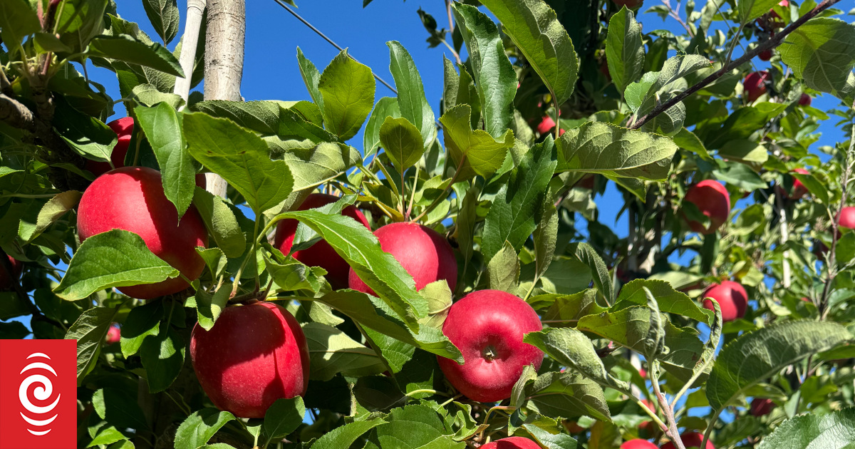 4KUTD5U HB apple Harvest May 2024 jpeg