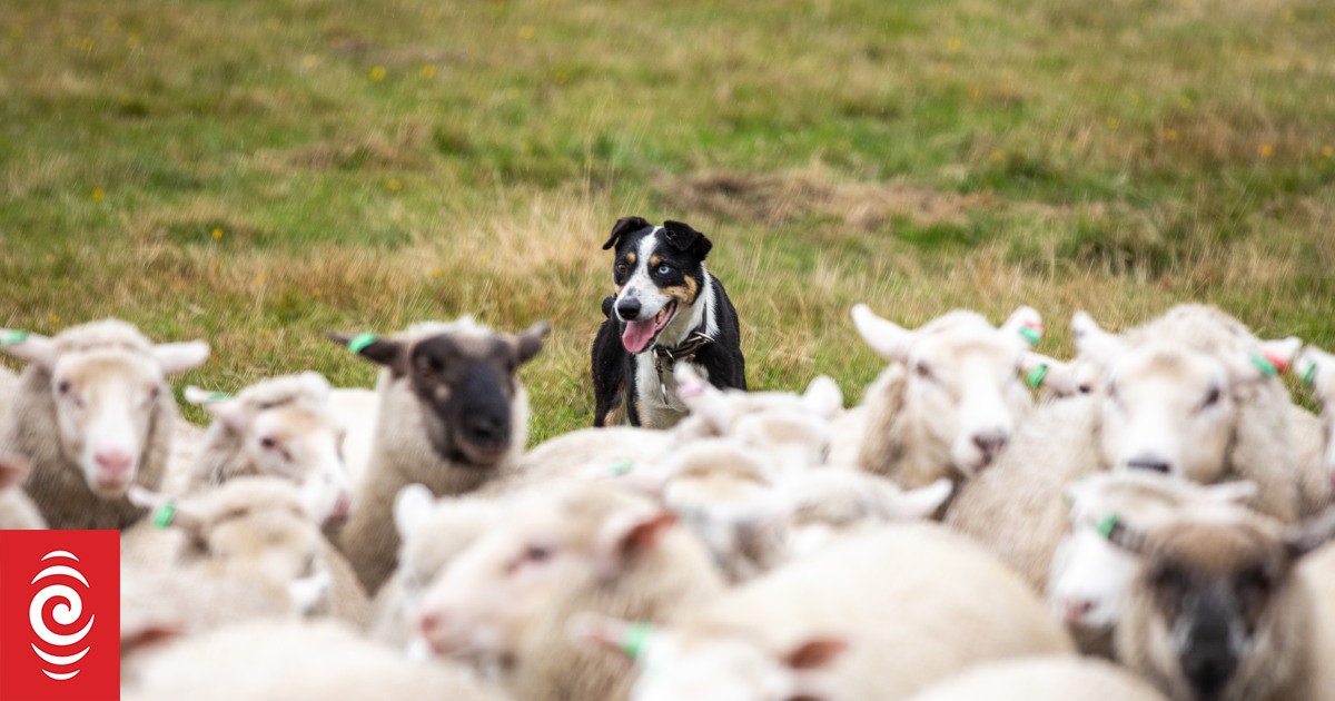 4LC1R1F 1P2A1456 jpg