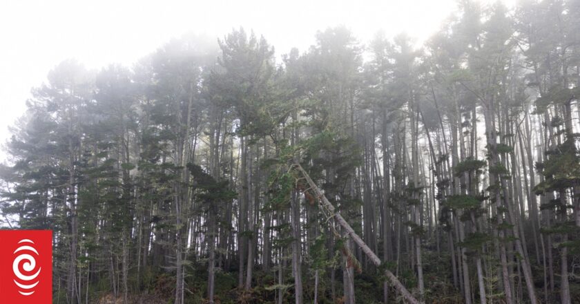 Farming lobby says pine will help environment, but kill jobs, schools