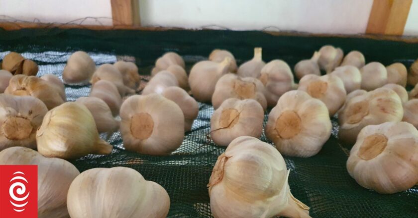 Commercial garlic grower accused of spreading misinformation, bullying and racially attacking smaller domestic producers