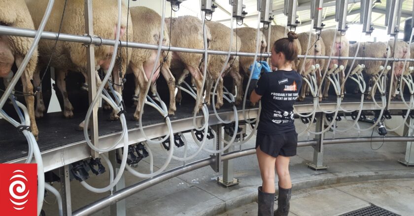 Fonterra raises farm gate milk price