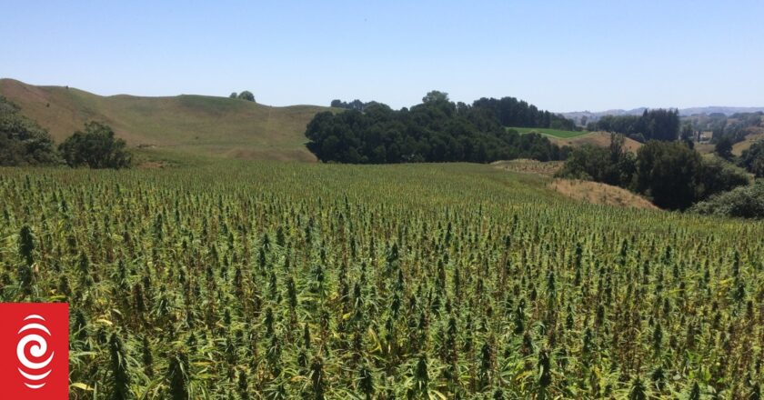 Plea for surplus hemp by-product to be used as animal feed