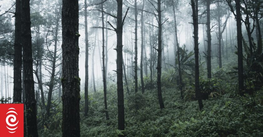 Mystery surrounds US woman found starving and chained to tree in India